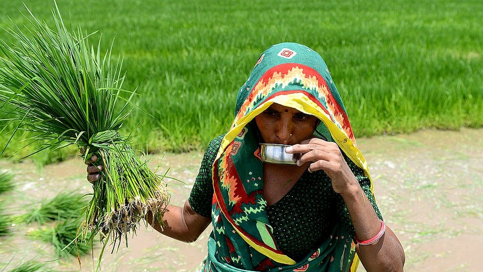 क्या है सही तरीका धान में फिटकिरी और सरसों की खाल डालने का 99% किसान नहीं जानते