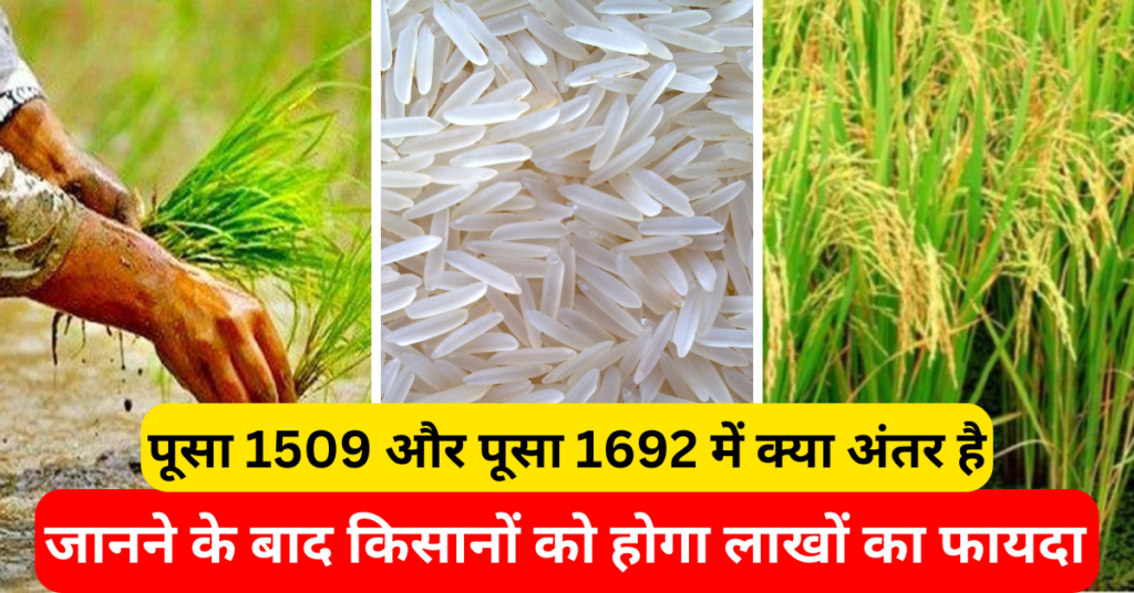 पूसा 1509 और पूसा 1692 में क्या अंतर है