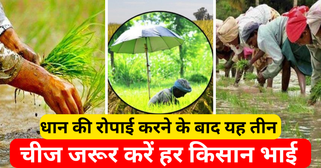 धान की रोपाई करने के बाद यह तीन चीज जरूर करें हर किसान भाई