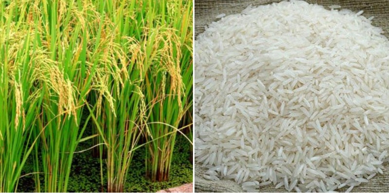 पूसा 1509 और पूसा 1692 में क्या अंतर है