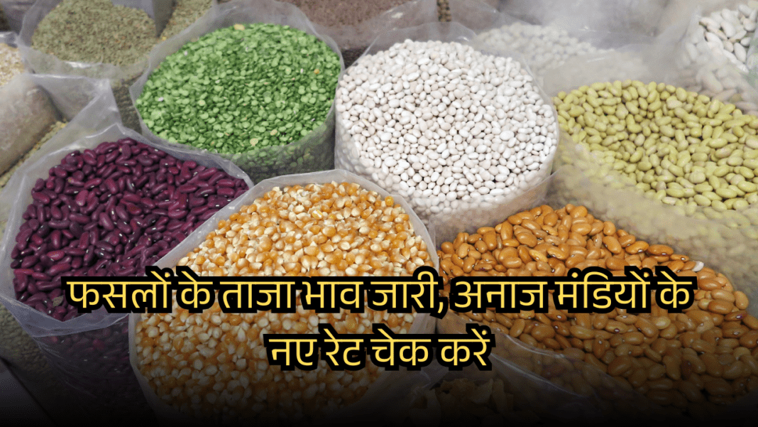 फसलों के ताजा भाव जारी, अनाज मंडियों के नए रेट चेक करें rajasthan mandi bhav