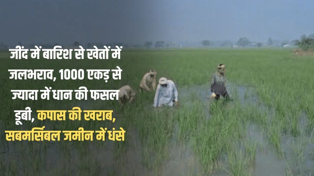 अगले तीन दिन तक बरसेंगे बदरा (7) Waterlogging in fields due to rain in Jind, paddy crop submerged in more than 1000 acres, cotton crop damaged, submersibles sunk into the ground
