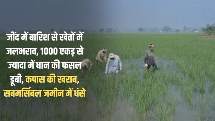 Waterlogging in fields due to rain in Jind, paddy crop submerged in more than 1000 acres, cotton crop damaged, submersibles sunk into the ground