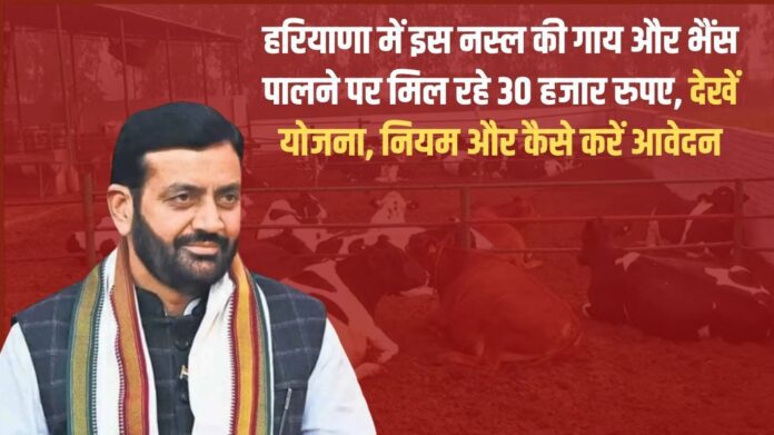 In Haryana, you can get 30 thousand rupees for rearing this breed of cow and buffalo, see the scheme, rules and how to apply
