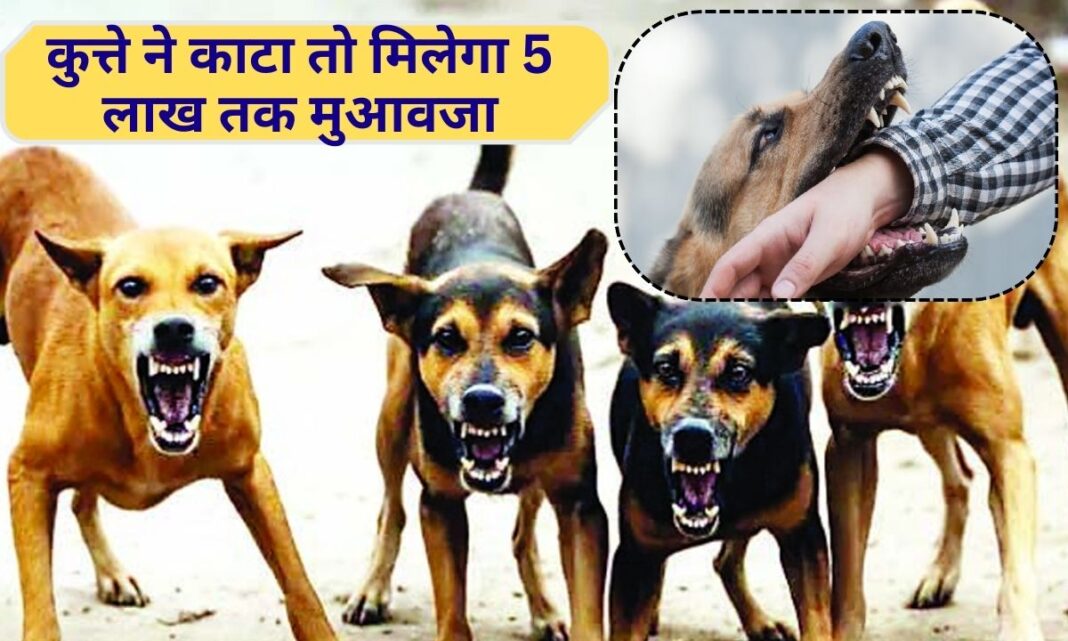 Haryana Dog Bite Compensation Compensation up to Rs 5 lakh on death or disability