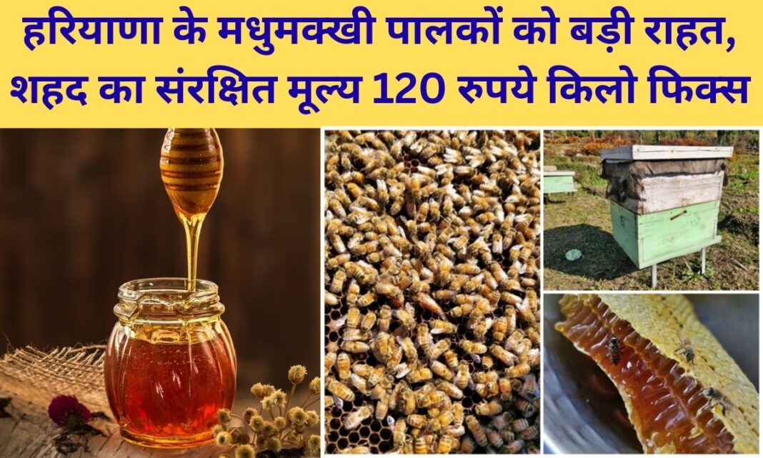 Haryana Honey Price Fixed Big relief for beekeepers of Haryana, protected price of honey fixed at Rs 120 per kg