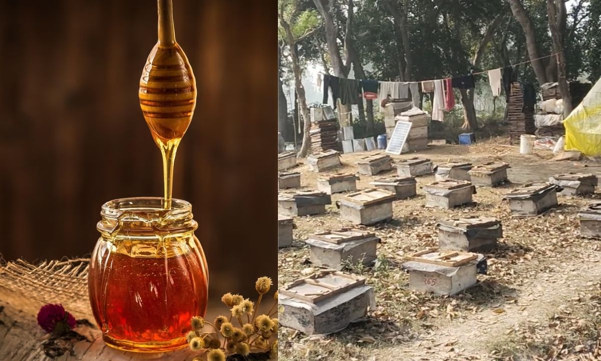 Haryana Honey Price Fixed Big relief for beekeepers of Haryana, protected price of honey fixed at Rs 120 per kg