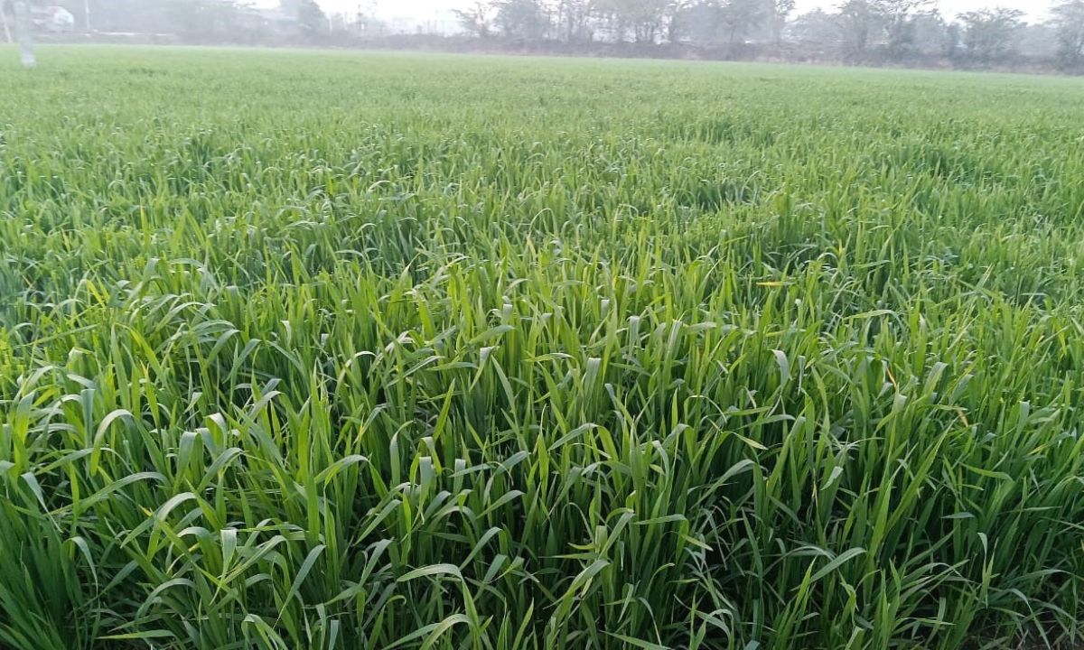 Jind Mausam ka Hal Weather for the next 10 days in Jind, possibility of rain aphids in wheat and mustard.