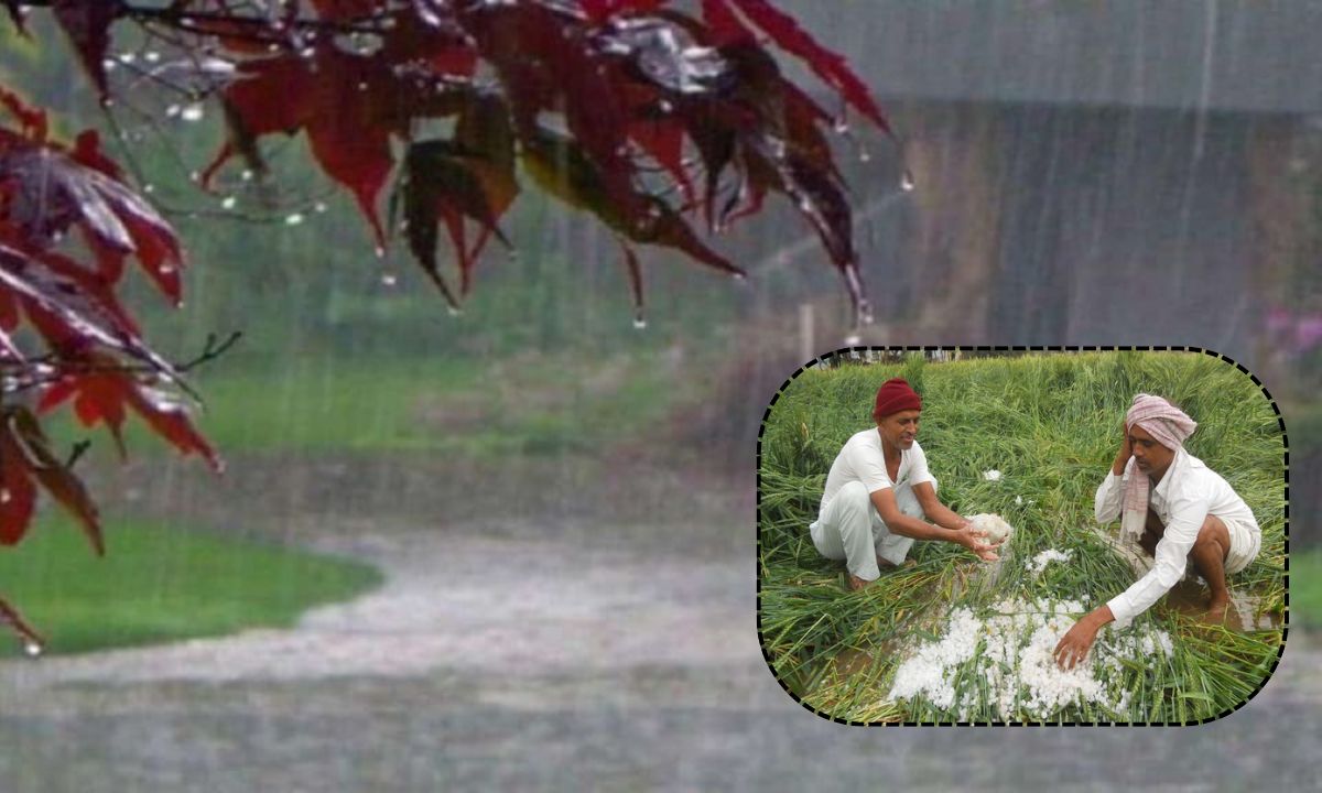 Weather update January 31 weather, February 1 weather, rain, hailstorm forecast