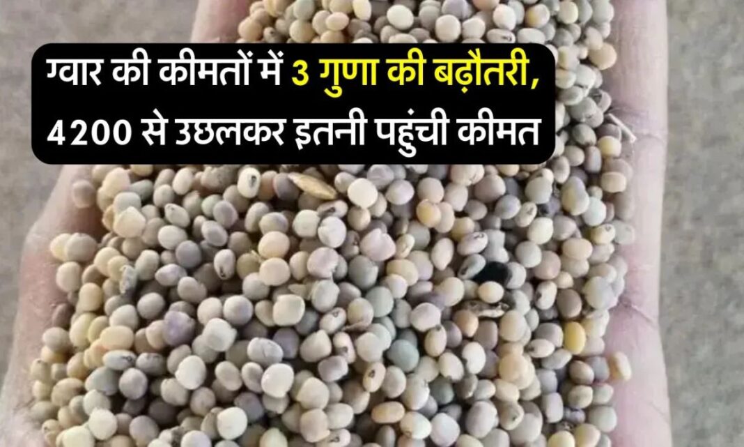 What is Guar Price today Market price of Guar in Haryana, Gujarat and Rajasthan. What is Guar Price today Market price of Guar in Haryana, Gujarat and Rajasthan.