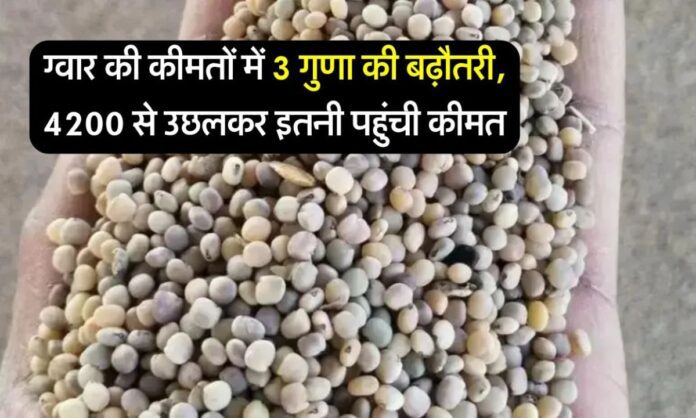 What is Guar Price today Market price of Guar in Haryana, Gujarat and Rajasthan.