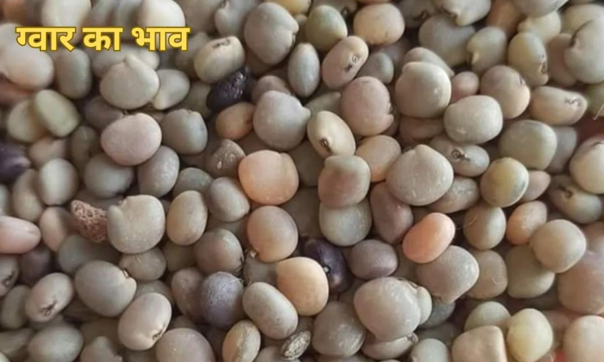 What is Guar Price today Market price of Guar in Haryana, Gujarat and Rajasthan.
