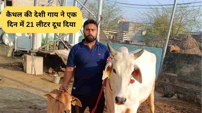 Desi Cow Milk Record: Kaithal's native cow gave 21 liters of milk in a day, know why it is special