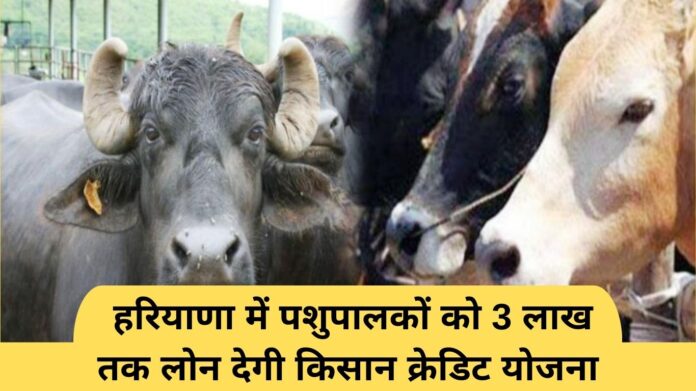 Kisan Credit Card: Kisan Credit Scheme will provide loans up to Rs 3 lakh to cattle rearers in Haryana.