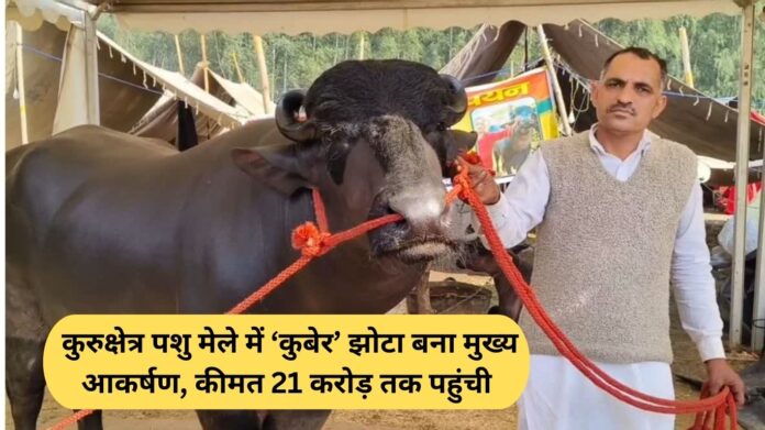 'Kuber' horse becomes main attraction at Kurukshetra cattle fair, price reaches Rs 21 crore
