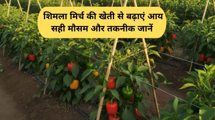 Shimla Mirch Ki Kheti Increase income by cultivating capsicum, know the right weather and technique