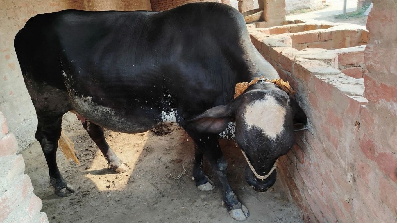 Haryana Pashupalan Schemes: हरियाणा सरकार का बड़ा फैसला अब किसानों की मदद से रुकेगी पशुओं से इंसानों में फैलने वाली बीमारियाँ