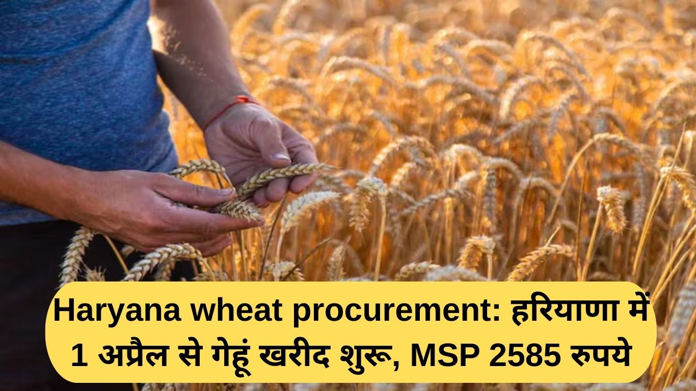 Haryana wheat procurement: हरियाणा में 1 अप्रैल से गेहूं खरीद शुरू, MSP 2585 रुपये