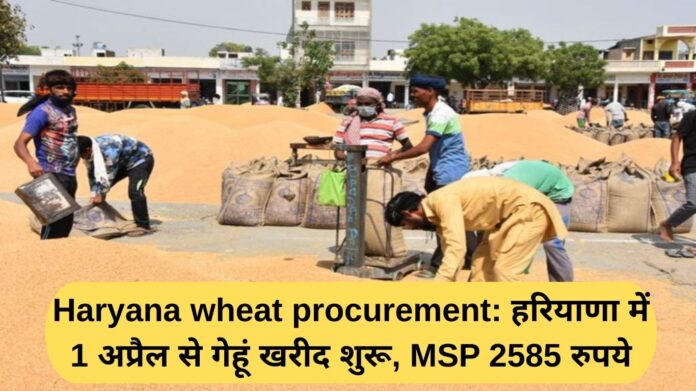 Haryana wheat procurement: Wheat procurement begins in Haryana from April 1, MSP Rs 2585