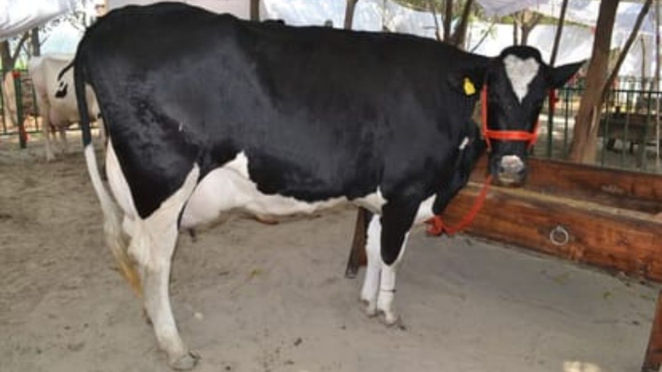 Karnal Pashu Mela: करनाल पशु मेले में चन्नौ गाय का रिकॉर्ड दूध उत्पादन, 24 घंटे में करीब 78 लीटर