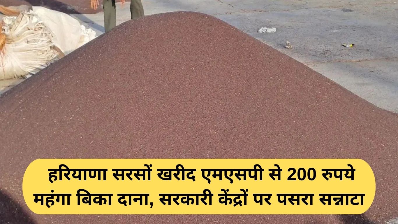 Mustard MSP Haryana: हरियाणा सरसों खरीद एमएसपी से 200 रुपये महंगा बिका दाना, सरकारी केंद्रों पर पसरा सन्नाटा