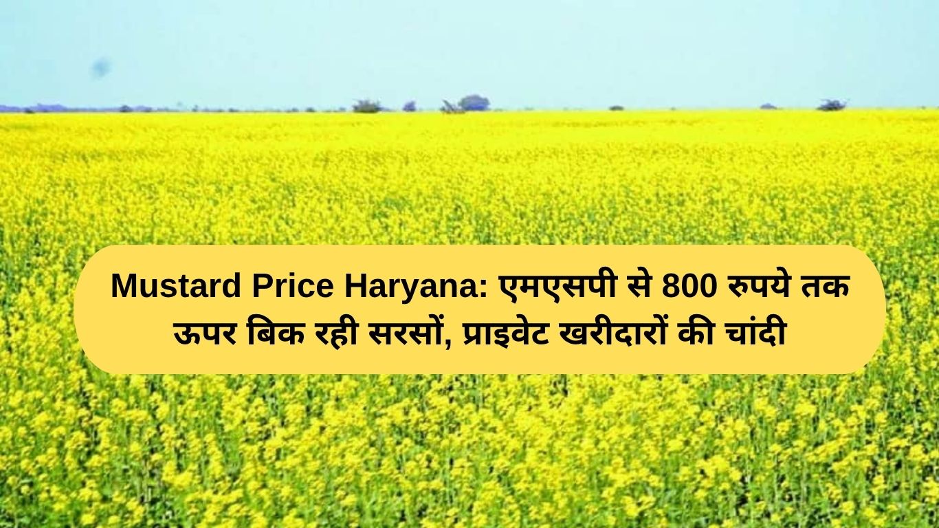 Mustard Price Haryana: एमएसपी से 800 रुपये तक ऊपर बिक रही सरसों, प्राइवेट खरीदारों की चांदी