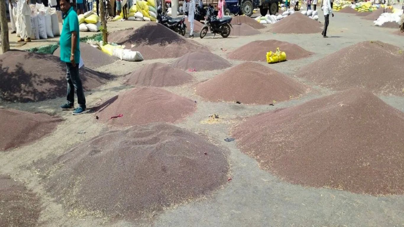 Mustard Price Today: हिसार की मंडियों में सरसों ने पकड़ी रफ्तार, 6800 के पार पहुंचे दाम, सरकारी केंद्रों पर पसरा सन्नाटा