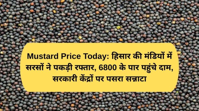 Mustard Price Today: Mustard prices rise in Hisar markets, prices cross 6800, government centres remain deserted.