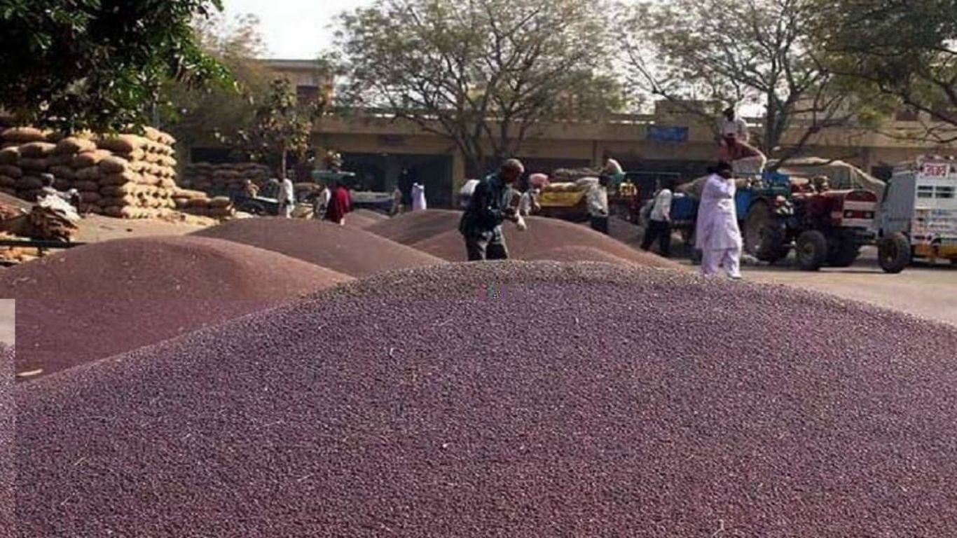 Mustard Price: सरसों किसानों की चांदी, सरकारी खरीद से पहले ही MSP से 500 रुपये ऊपर पहुंचा भाव