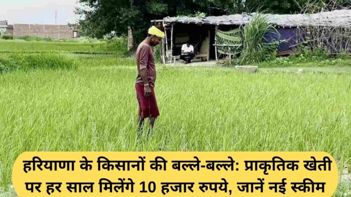 Natural Farming Subsidy: Haryana farmers are in luck: They will get 10,000 rupees every year for natural farming, learn about the new scheme