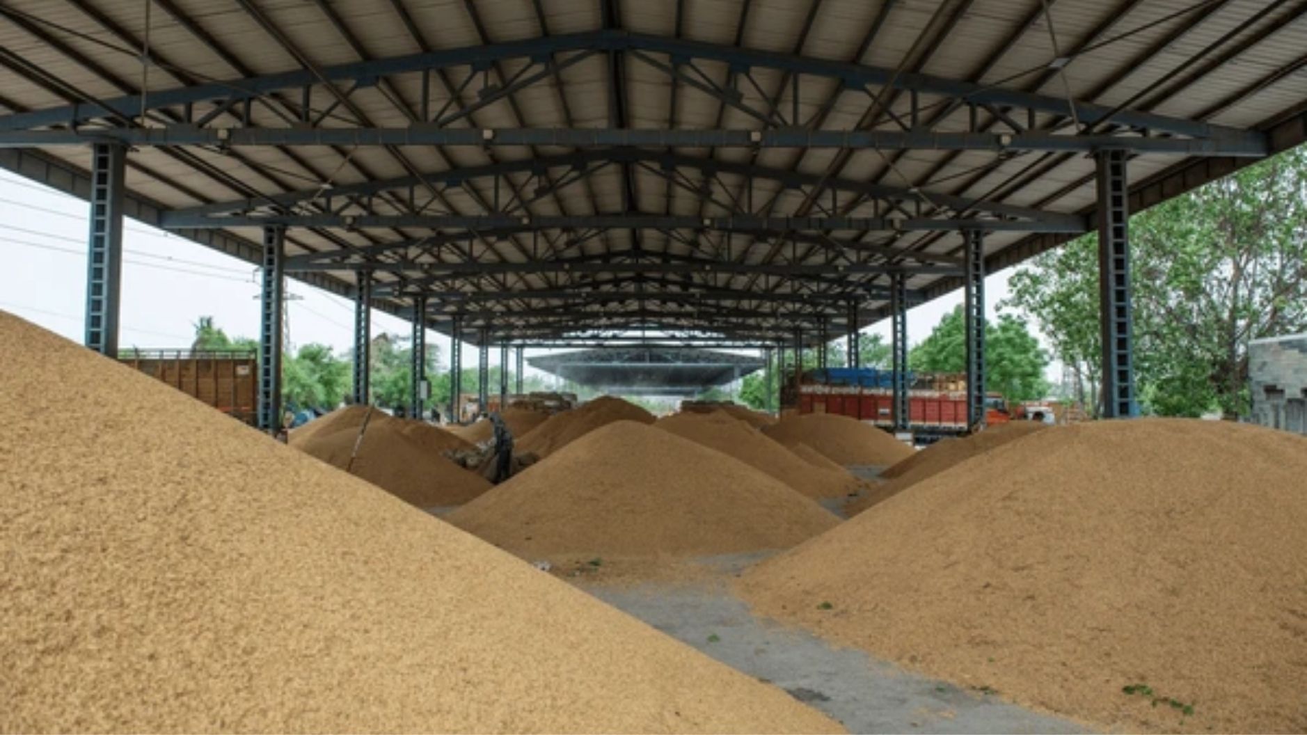 Wheat Purchase: Government procurement of mustard will begin in the markets from tomorrow and wheat from April 1.