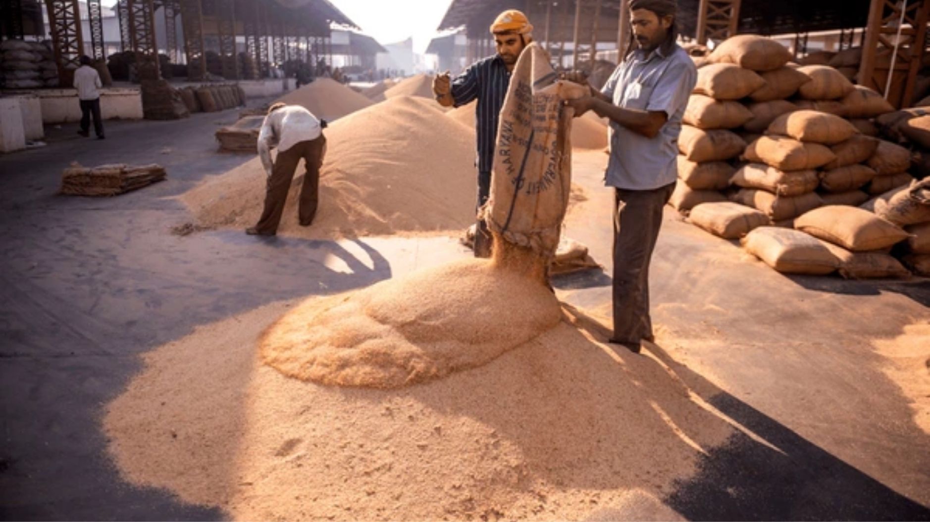 Wheat Purchase: Government procurement of mustard will begin in the markets from tomorrow and wheat from April 1.