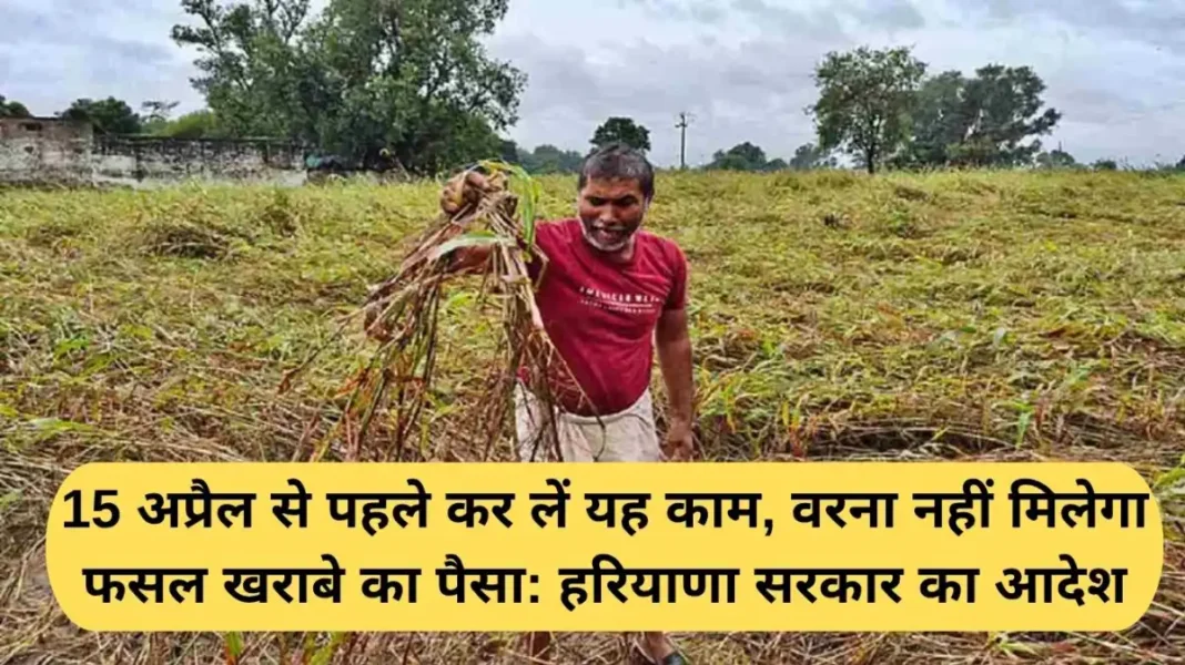 Haryana Crop Compensation Haryana Crop Compensation: Complete this work before April 15, otherwise you will not get compensation for crop loss: Haryana government order
