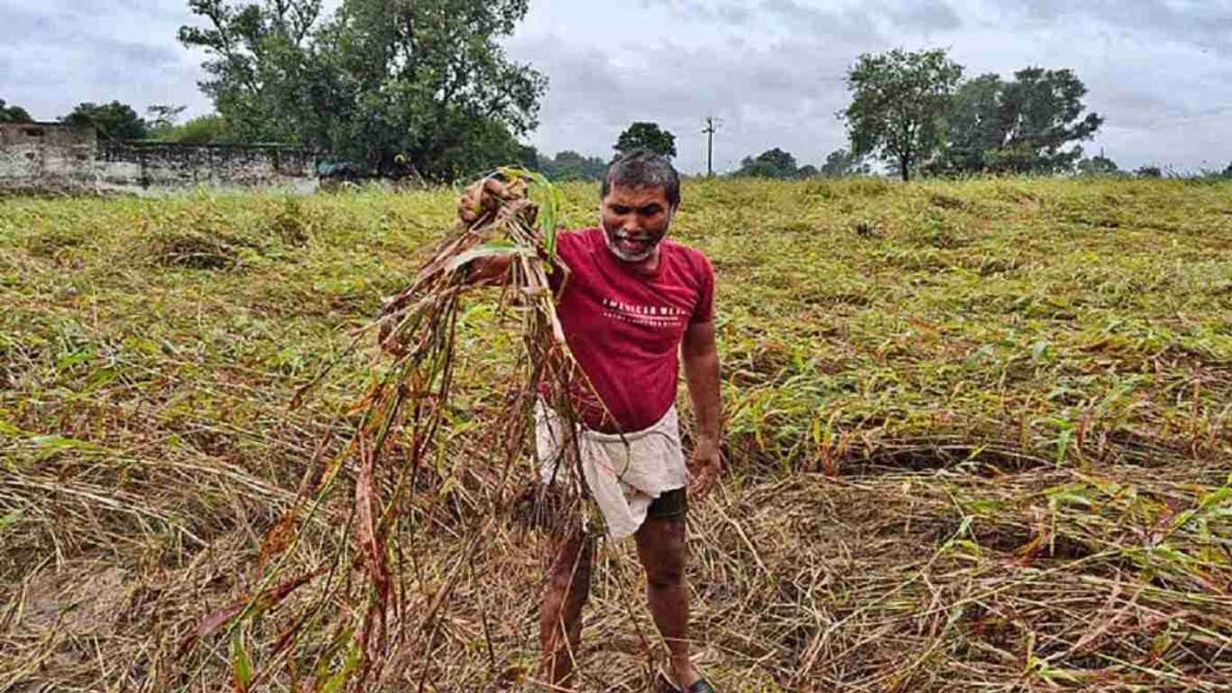 Haryana Crop Compensation: 15 अप्रैल से पहले कर लें यह काम, वरना नहीं मिलेगा फसल खराबे का पैसा: हरियाणा सरकार का आदेश