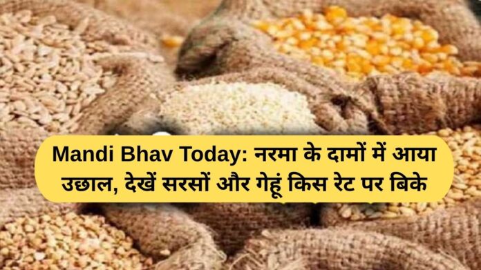 Mandi Bhav Today: Cotton prices surge, see at what rate mustard and wheat were sold