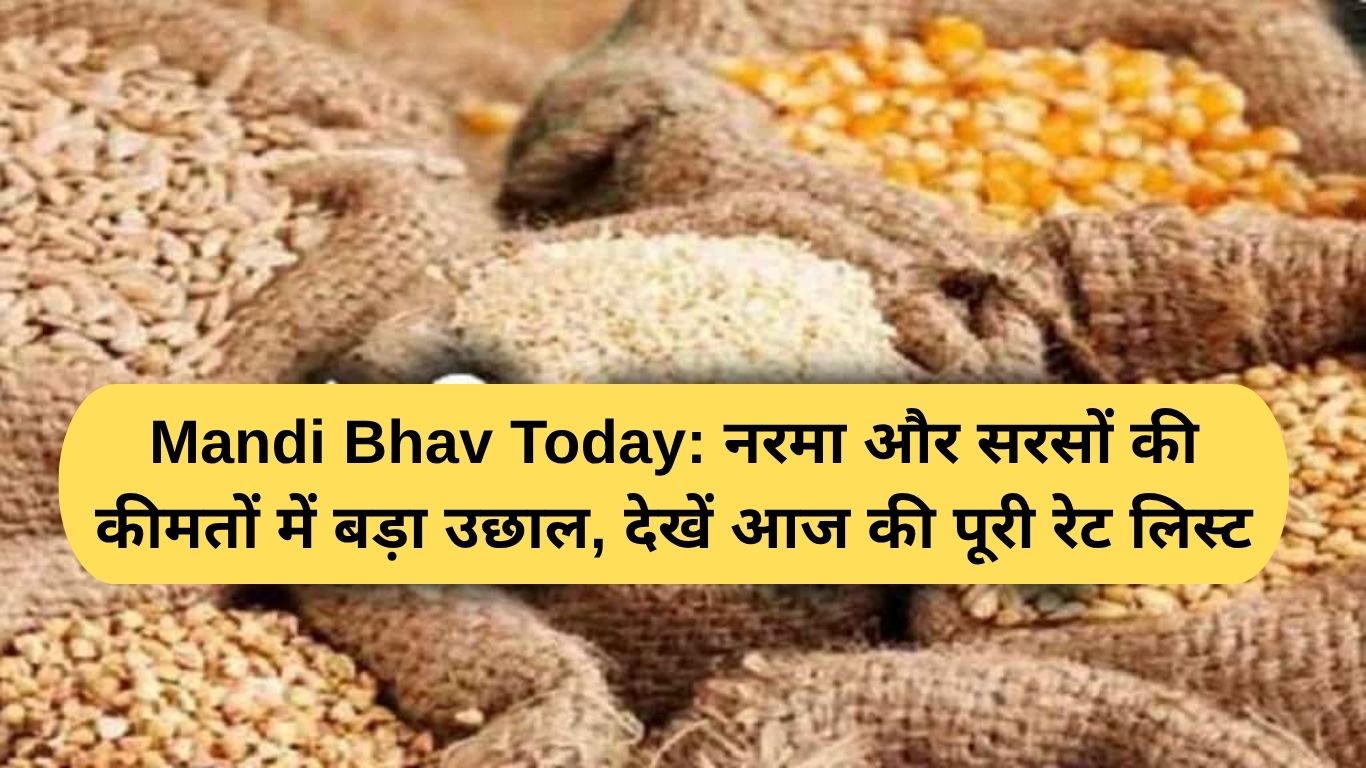 Mandi Bhav Today: नरमा और सरसों की कीमतों में बड़ा उछाल, देखें आज की पूरी रेट लिस्ट