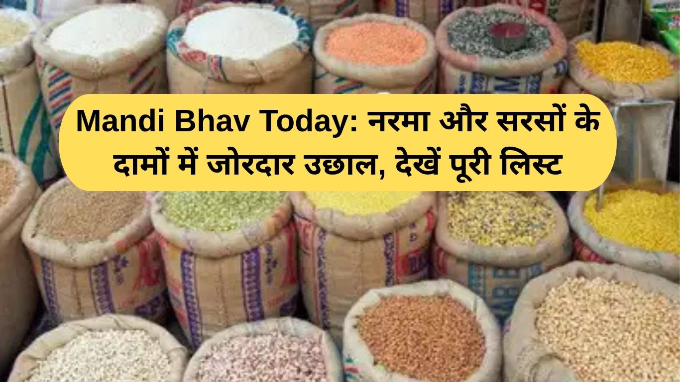 Mandi Bhav Today: नरमा और सरसों के दामों में जोरदार उछाल, देखें पूरी लिस्ट