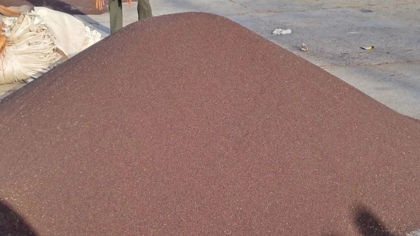 Mustard Prices Haryana: सरसों की कीमतों में जबरदस्त उछाल, MSP को पीछे छोड़ 7015 रुपये तक पहुंची बोली