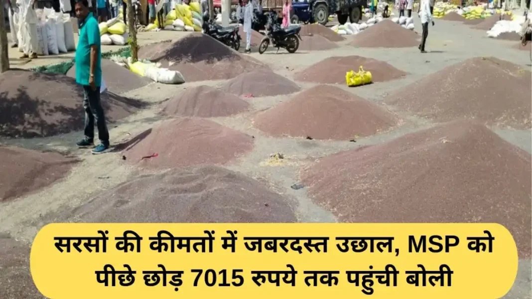 Mustard prices in Haryana: Mustard prices surge, bids surpass MSP to reach Rs 7,015