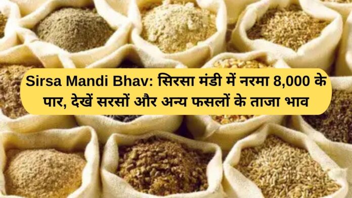 Sirsa Mandi Price: Cotton crosses Rs 8,000 in Sirsa Mandi, see latest prices of mustard and other crops