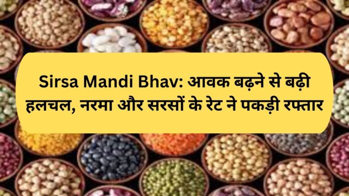 Sirsa Mandi Bhav: Increased arrivals increased the activity, cotton and mustard rates picked up pace