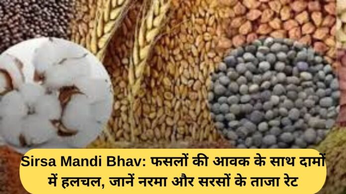 Sirsa Mandi Bhav: Prices fluctuate with the arrival of crops, know the latest rates of cotton and mustard.