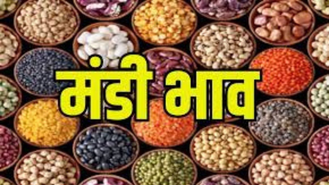 Sirsa Mandi Bhav: आवक बढ़ने से बढ़ी हलचल, नरमा और सरसों के रेट ने पकड़ी रफ्तार