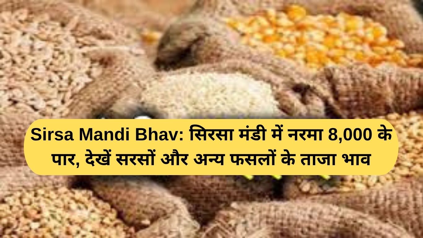 Sirsa Mandi Bhav: सिरसा मंडी में नरमा 8,000 के पार, देखें सरसों और अन्य फसलों के ताजा भाव