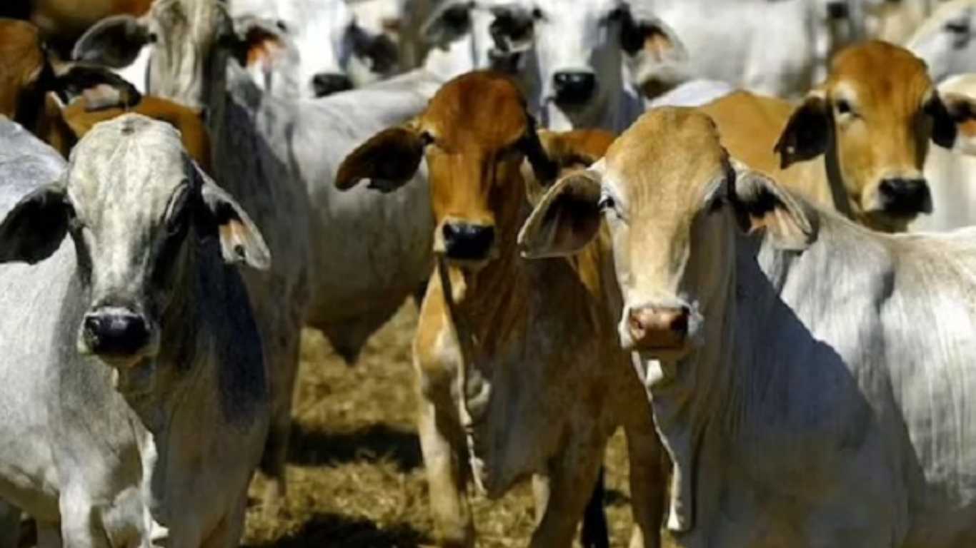 Dayaalu-2: Financial assistance up to Rs 5 lakh will be given in case of death or disability due to accident caused by stray animals.