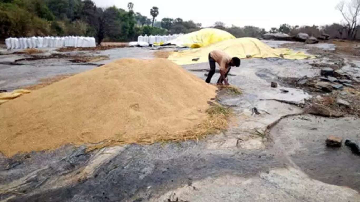 Haryana weather: Weather disrupts crop season, farmers worried