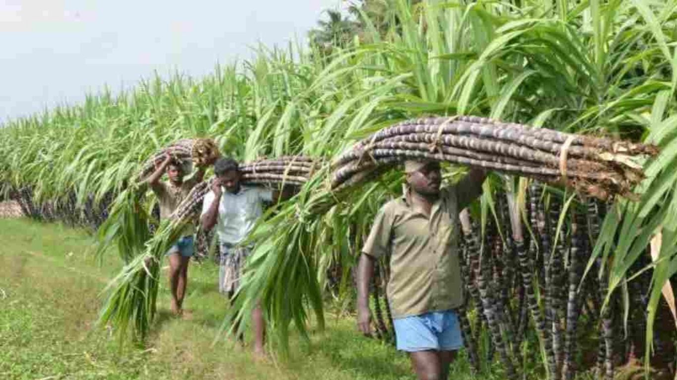 Farmers News: किसानों की मौज: गन्ने का रेट बढ़ा, कपास उत्पादन के लिए आया भारी बजट