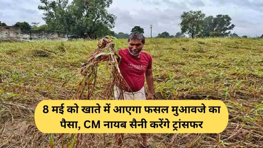 Haryana Farmer Compensation: Crop compensation funds to be credited to accounts on May 8; CM Nayab Saini to transfer the amount.