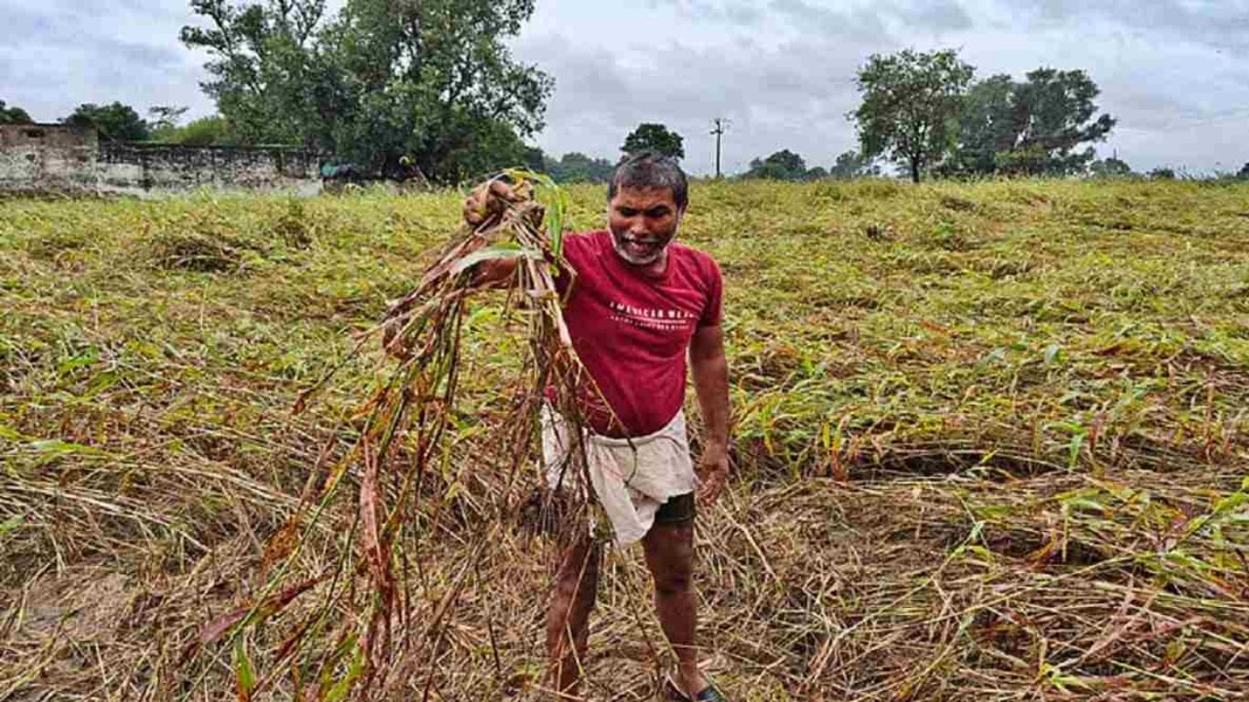 Haryana Farmer Compensation: 8 मई को खाते में आएगा फसल मुआवजे का पैसा, CM नायब सैनी करेंगे ट्रांसफर