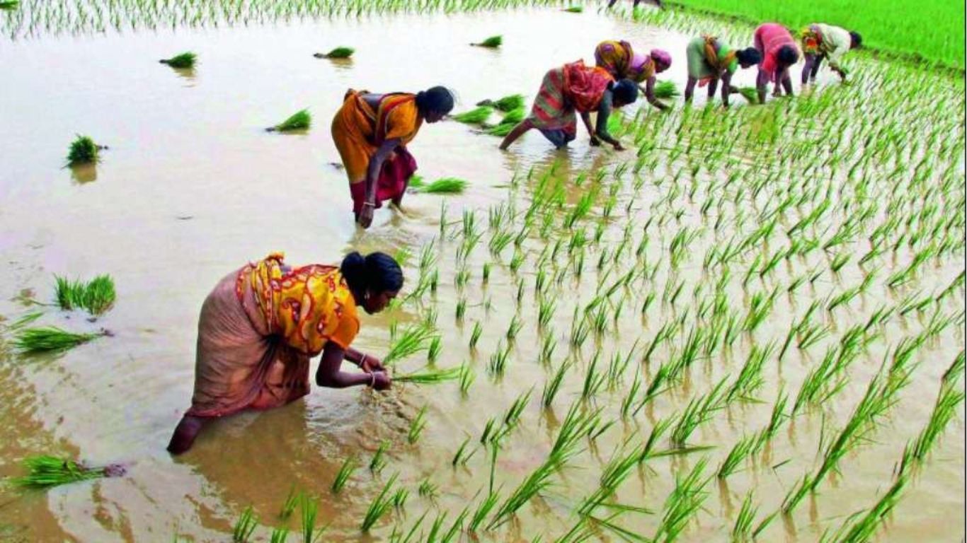 Haryana Paddy Subsidy: किसानों के लिए बड़ी खबर: मात्र 115 रुपये में मिलेगी धान बिजाई मशीन, सरकार देगी 4500 रुपये प्रति एकड़